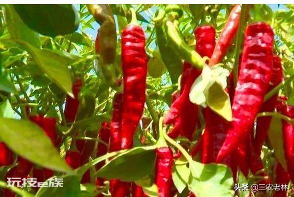 辣椒苗移栽多久可以施肥(种植辣椒苗施肥方法及注意事项)-图片3